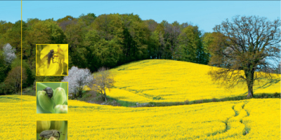 Краткий обзор вредителей и полезных насекомых на посевах рапса